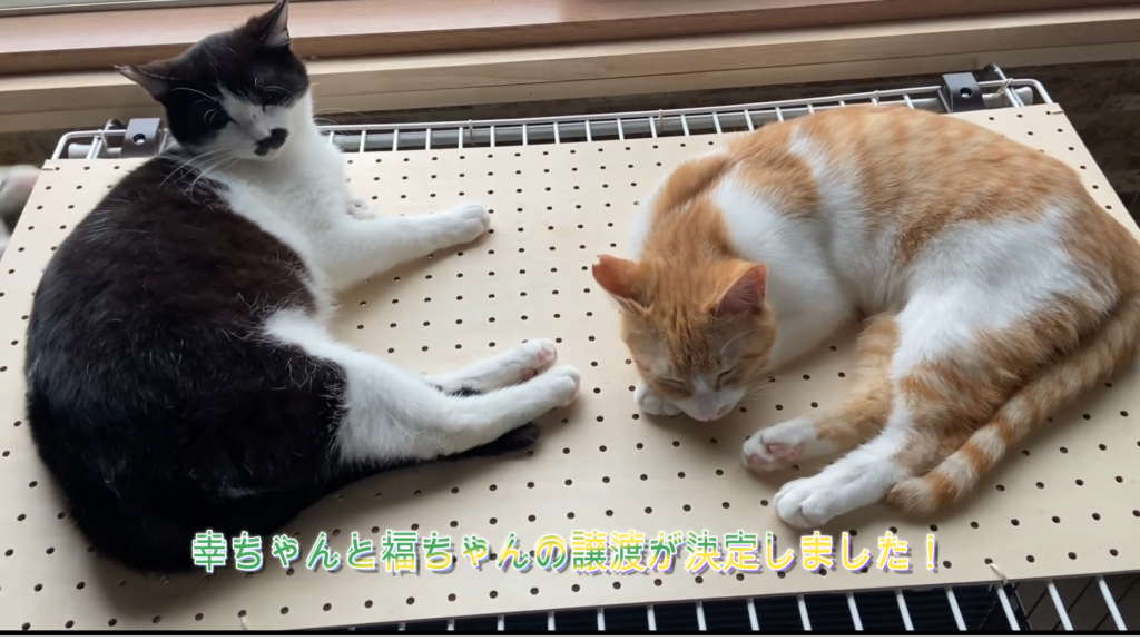 保護猫幸ちゃん・福ちゃんが譲渡されました | 猫ハウス ごろにゃん